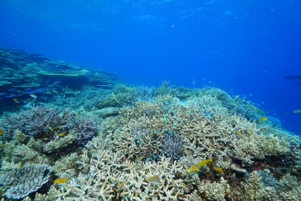 宮古島　八重干瀬　サンゴ礁　カルトマリーヌ